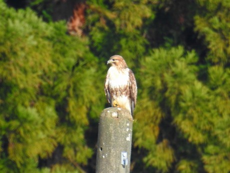 n-ノスリ　松之山　20191210DSCN2947